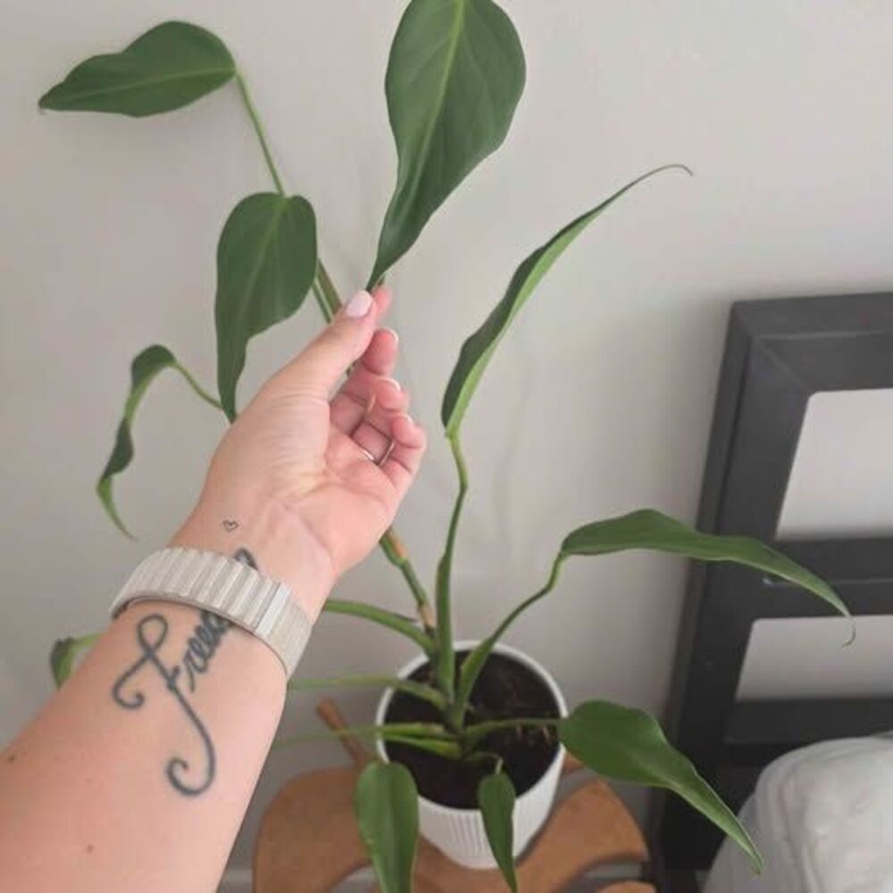 6" Monstera Burle Marx Flame in Self Watering Pot